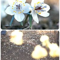 セツブンソウ,花散歩,OLYMPUS,ミラーレス一眼,青い花マニアの画像