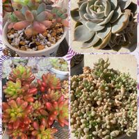 乙女心,虹の玉,姫秀麗,ロータスの画像