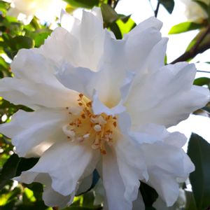 ガザニア,サザンカ,シクラメン,花言葉,お散歩ちゃんキーホルダーの画像