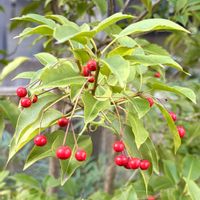 ソヨゴ,赤い実,さんぽ,モチノキ科,日本原産の画像