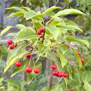 ソヨゴ,赤い実,さんぽ,モチノキ科,日本原産の画像