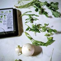 ウメ,サザンカ,プリンセチア,カブ,ウメかな？の画像