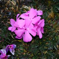 シバザクラの画像