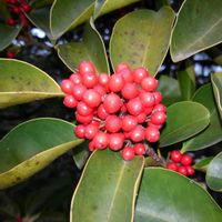 クロガネモチの画像