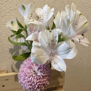 アリストロメリア,菊 キク,リビング,お花のある生活,ＧＳFriendの画像