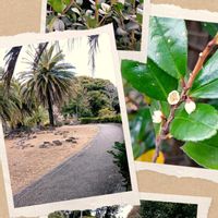 ネメシア,バラいろいろ,ヒサカキ,アツバキミガヨラン,手柄山平和公園 サンクガーデンの画像