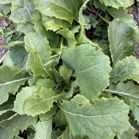 ウメ,キク,マツ,千両,グロリオサの画像