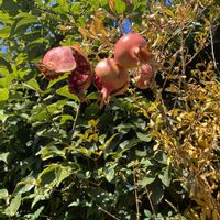 ザクロ,赤い実,犬とお散歩,緑が好きの画像