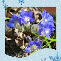 カタクリ,ショウジョウバカマ,シラネアオイ,スミレ,フデリンドウの画像