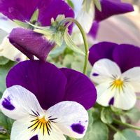 ビオラ,サニーレタス,ヤマトヒメ,多肉植物,ビオラの種の画像