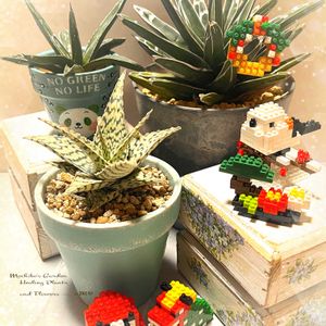 アガベ,アガベ　笹の雪,アガベ　笹の雪,アロエブリザード,アロエブリザードの画像