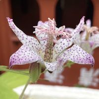 ホトトギス,ホトトギス,公園,鉢植え,花壇の画像