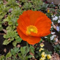 ポピーの画像
