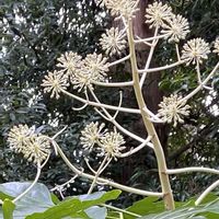 ヤツデ,今日の１枚,魔除け,天狗のうちわ,ほんとうの空のある福島の画像