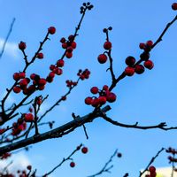 ウメモドキ,赤い実,散歩途中,wakuwakuの画像