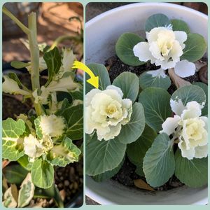 ルドベキア,葉ボタン,ドライフラワー,ガーデニング,挿し木の画像