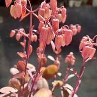 胡蝶の舞の画像