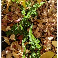 シダ,水仙,水仙,ガーデニング,花のある暮らしの画像