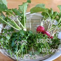 セリ,ナズナ,ホトケノザ,マツ,大根の画像