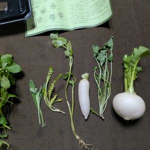 カブ,カブ,カブ,花言葉,花言葉の画像