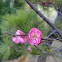 ウメ,ツワブキ,マンリョウ,水琴窟,お散歩の画像