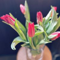 チューリップ,アレンジ,花瓶,癒し,花のある暮らしの画像