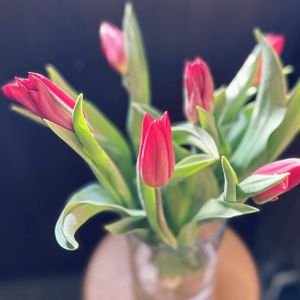 チューリップ,アレンジ,花瓶,癒し,花のある暮らしの画像