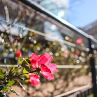 散歩,庭園,花いろいろ,ばら バラ 薔薇,お出かけ先の画像