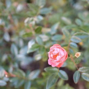 散歩,庭園,花いろいろ,ばら バラ 薔薇,お出かけ先の画像