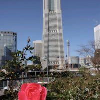 散歩,庭園,花いろいろ,ばら バラ 薔薇,お出かけ先の画像