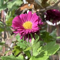 アスター,アスター,お散歩途中,枯れかけてるのに頑張って！,マイペースにの画像