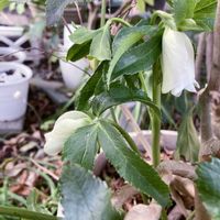 オキザリス,ペチュニア,パンジー,ミニバラ,千両の画像