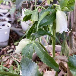 オキザリス,ペチュニア,パンジー,ミニバラ,千両の画像