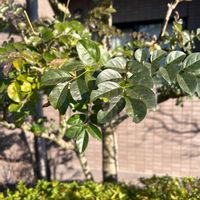 シマトネリコの画像