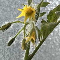 ミニトマト,DCM,リビング・ダイニングの画像