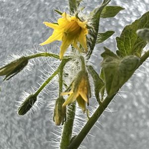 ミニトマト,DCM,リビング・ダイニングの画像