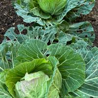 キャベツ,皆様今年も宜しくお願い致します*ˊᵕˋ*,家庭菜園,庭の画像