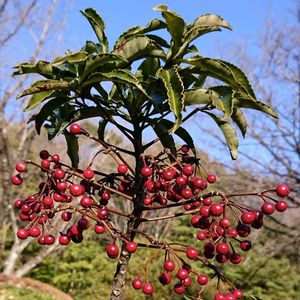 マンリョウ,万両,雑草,山野草,野草の画像