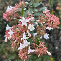 アベリア,花のある暮らし,花が好き,小さなお花の画像