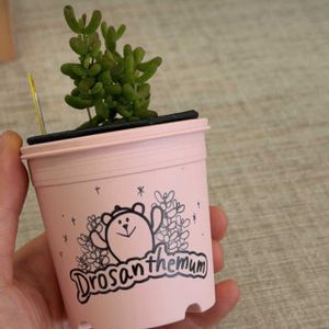 多肉植物,ドロサンテマム ,多肉中毒,多肉多肉多肉,多肉のある暮らしの画像