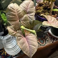 シンゴニウム,シンゴニウム ネオン,新入りさんの画像