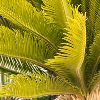 ソテツ,ソテツの画像