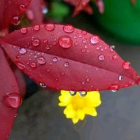 ナンテン,ナンテン,バラ,ミカン,南天の画像