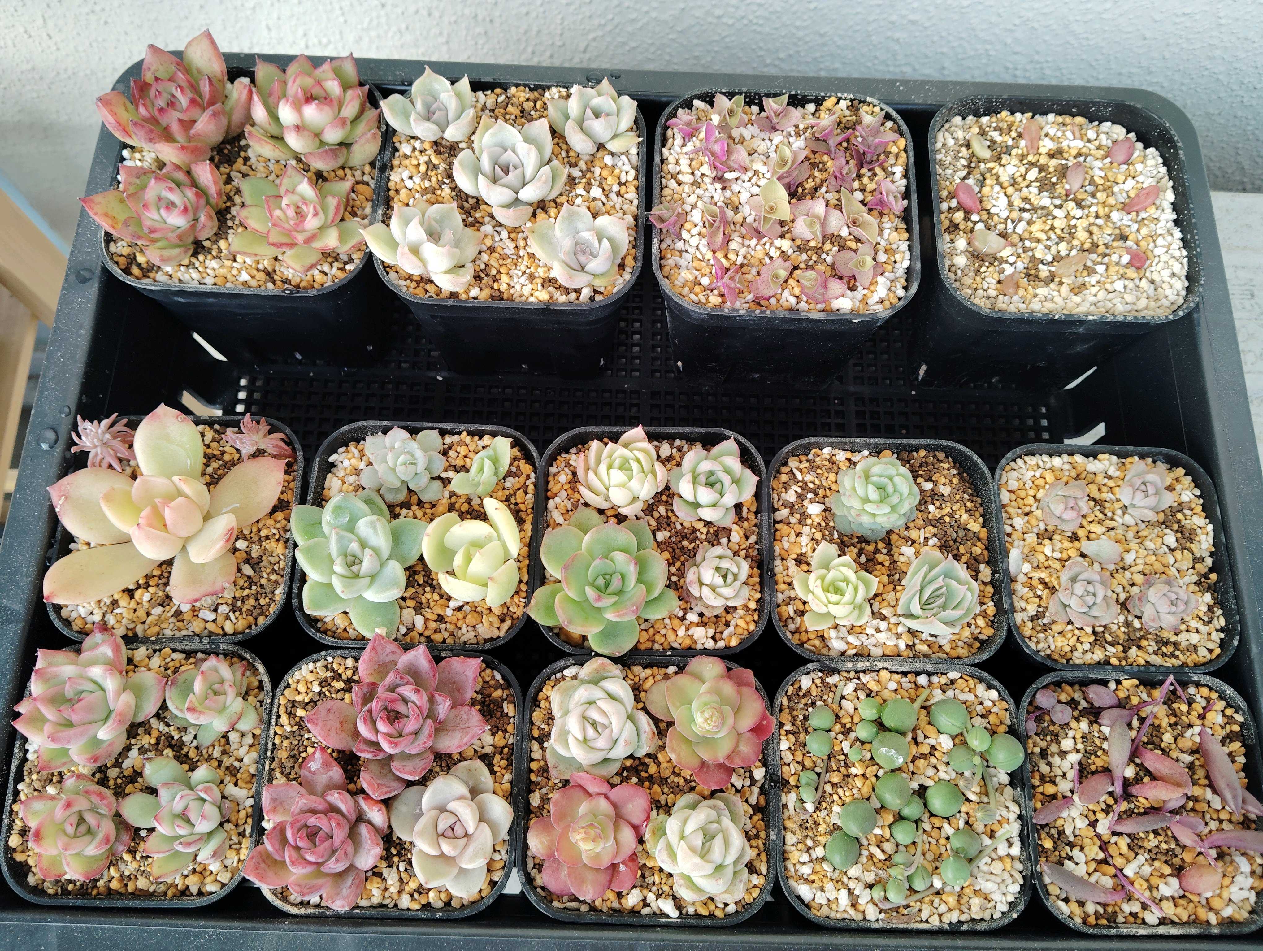 カット苗を使った多肉植物の育て方｜🍀GreenSnap（グリーンスナップ）