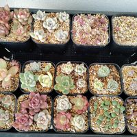 名無し,多肉植物,初心者,カット苗,ベランダの画像