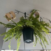 ネフロレピス,ネフロレピス  ツデー,新入りさん,新入りの画像