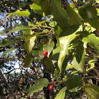 豆梨,ソヨゴ,ソヨゴ,豆梨の実,赤い実の画像