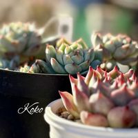 多肉,静夜,ジャスミン,ミニバラ・グリーンアイス,オキザリス パーシーカラーの画像