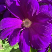 ガザニア,サイネリア,ミニチュアシュナウザーの画像