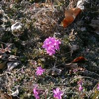 シバザクラの画像